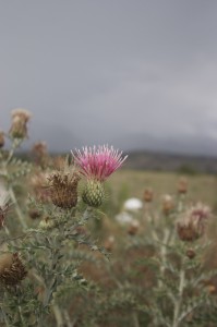 Thistle