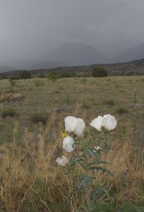 some sort of white flower