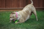 When there's a tennis ball involved, I can be a puppy again.