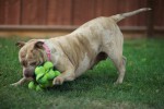 Play! OK, maybe f/1.2 isn't always the best choice.