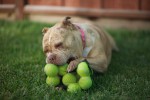 Settling In for an Extended Chew