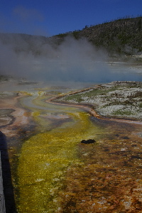 Bacteria mats at sapphire spriing
