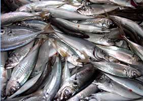Sardines